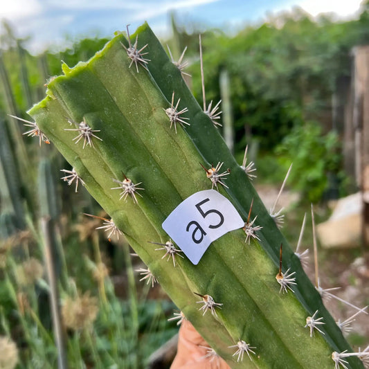 chalaensis x oscar - a5 14” center cut - live cactus plant