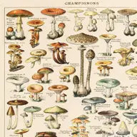 Vintage French Champignons Mushroom Print w/ Optional Frame