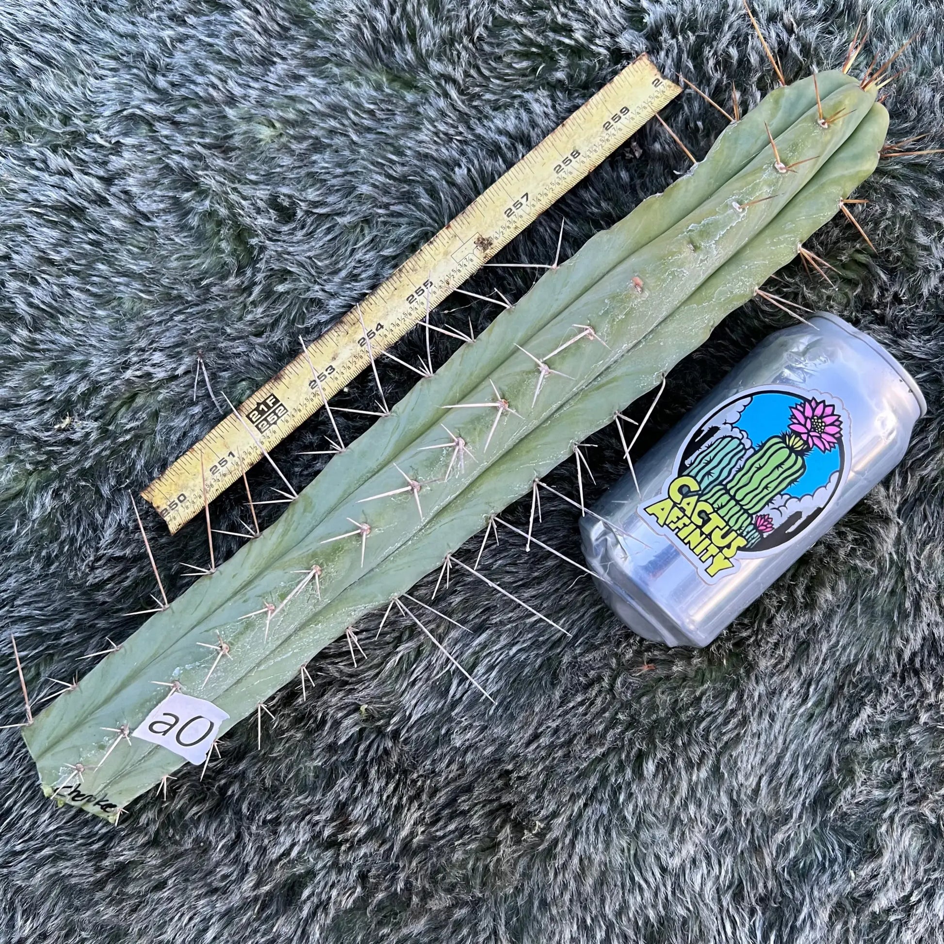 Cherokee bridge - a0 15” tip cut - live cactus plant