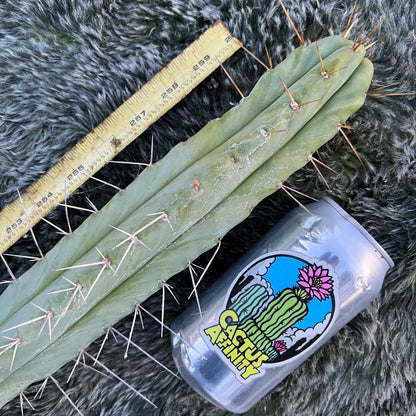 Cherokee bridge - a0 15” tip cut - live cactus plant