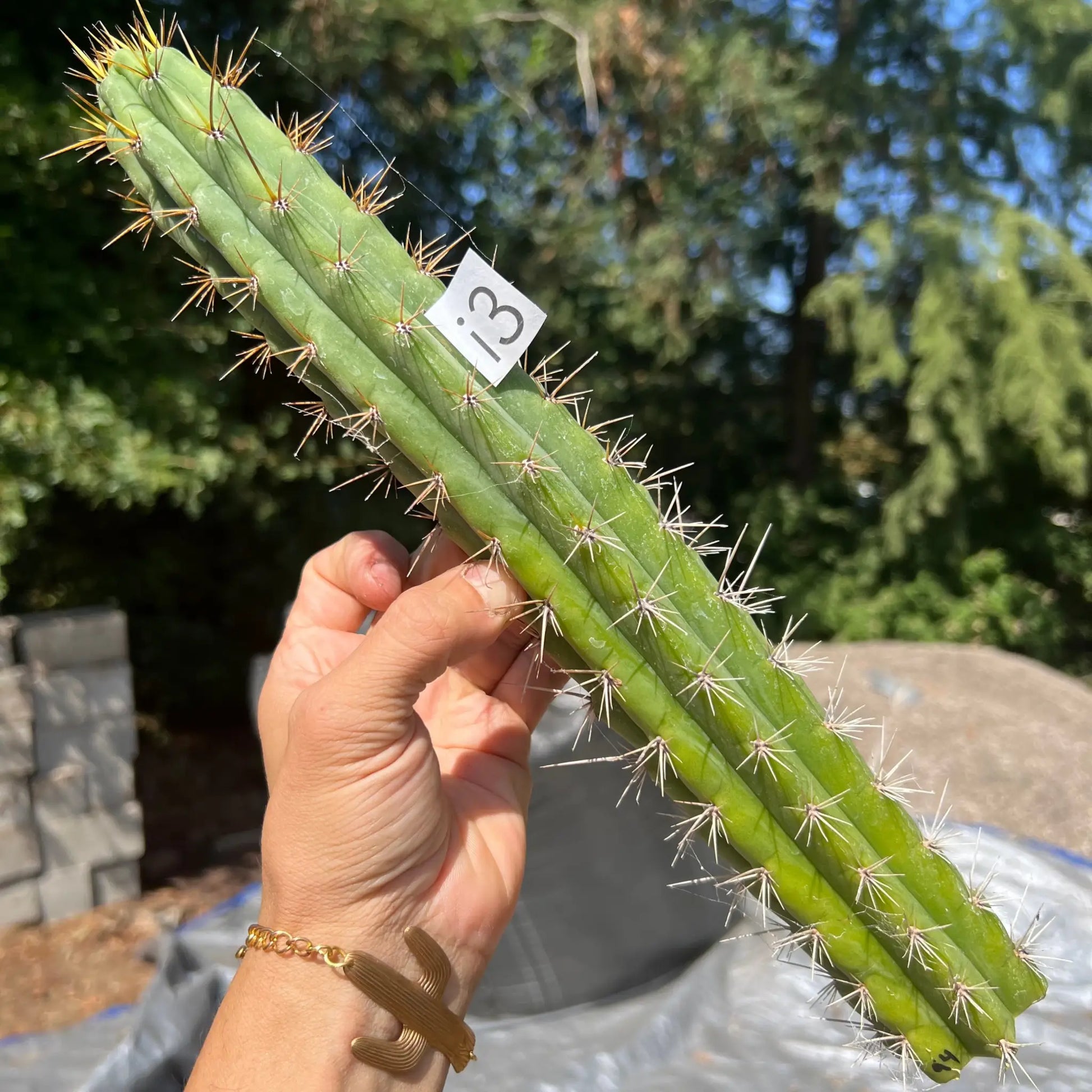 Chilean cuzcoensis - i3 14” tip cut - live cactus plant