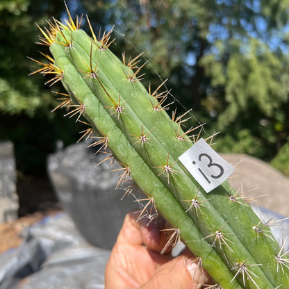 Chilean cuzcoensis - i3 14” tip cut - live cactus plant