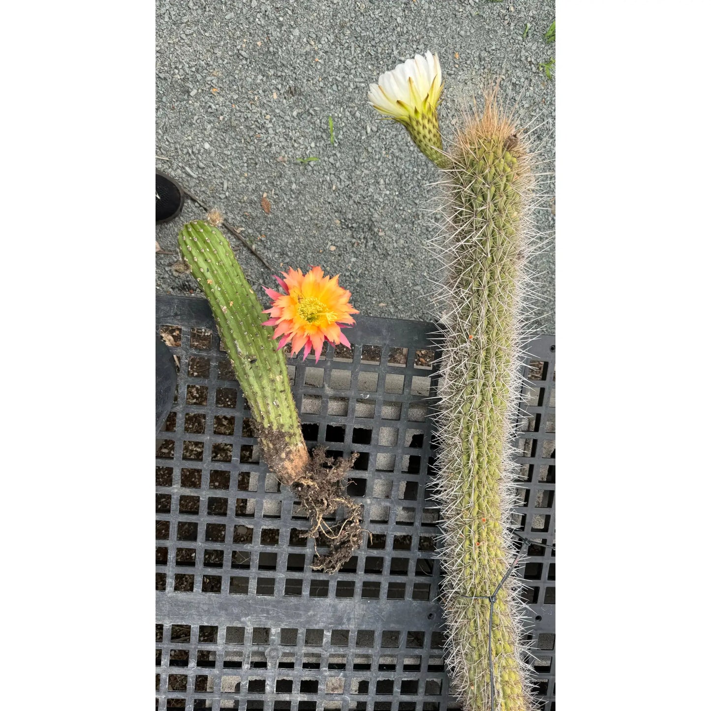 chiloensis BBG#? JS40 - live cactus plant