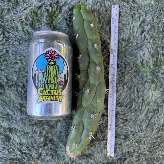 Cleistocactus fieldianus - one 9” tip cut - live cactus