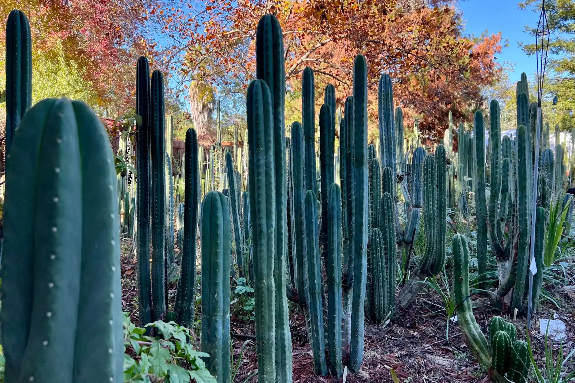 Cluster of tall green columnar cacti growing together.