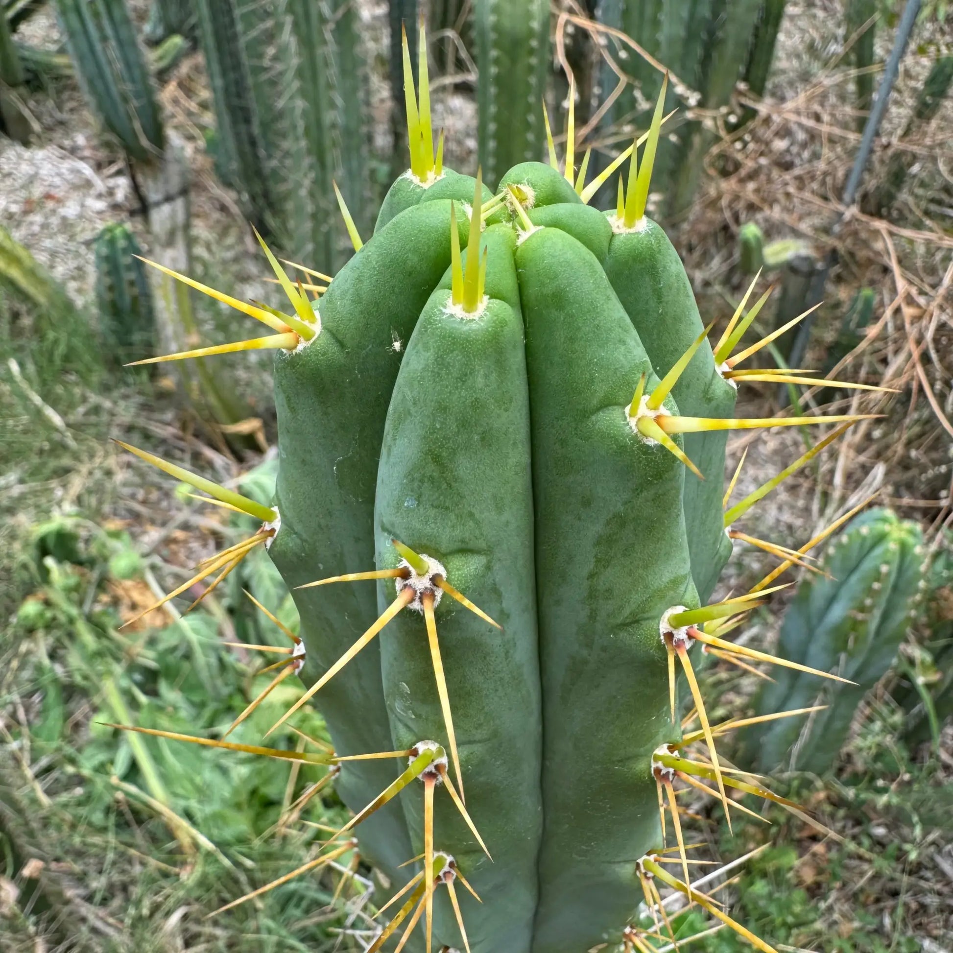 Clyde x Psycho0 - 10” tip cut - live cactus plant cutting