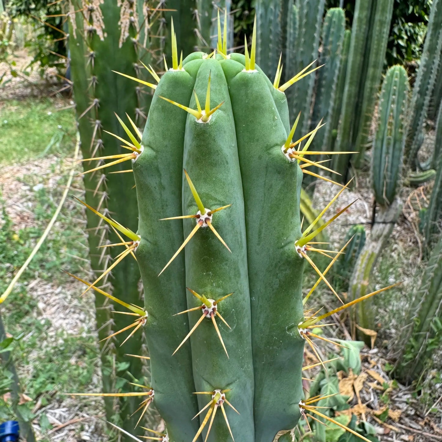 Clyde x Psycho0 - 10” tip cut - live cactus plant cutting