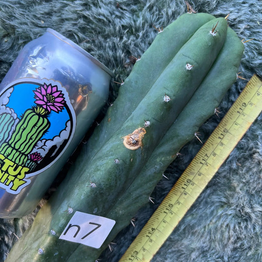 collana pichu - n7 10” tip cutting - live cactus plant