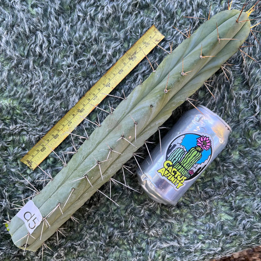 Coronado bridge - d5 15” tip cut - live cactus plant