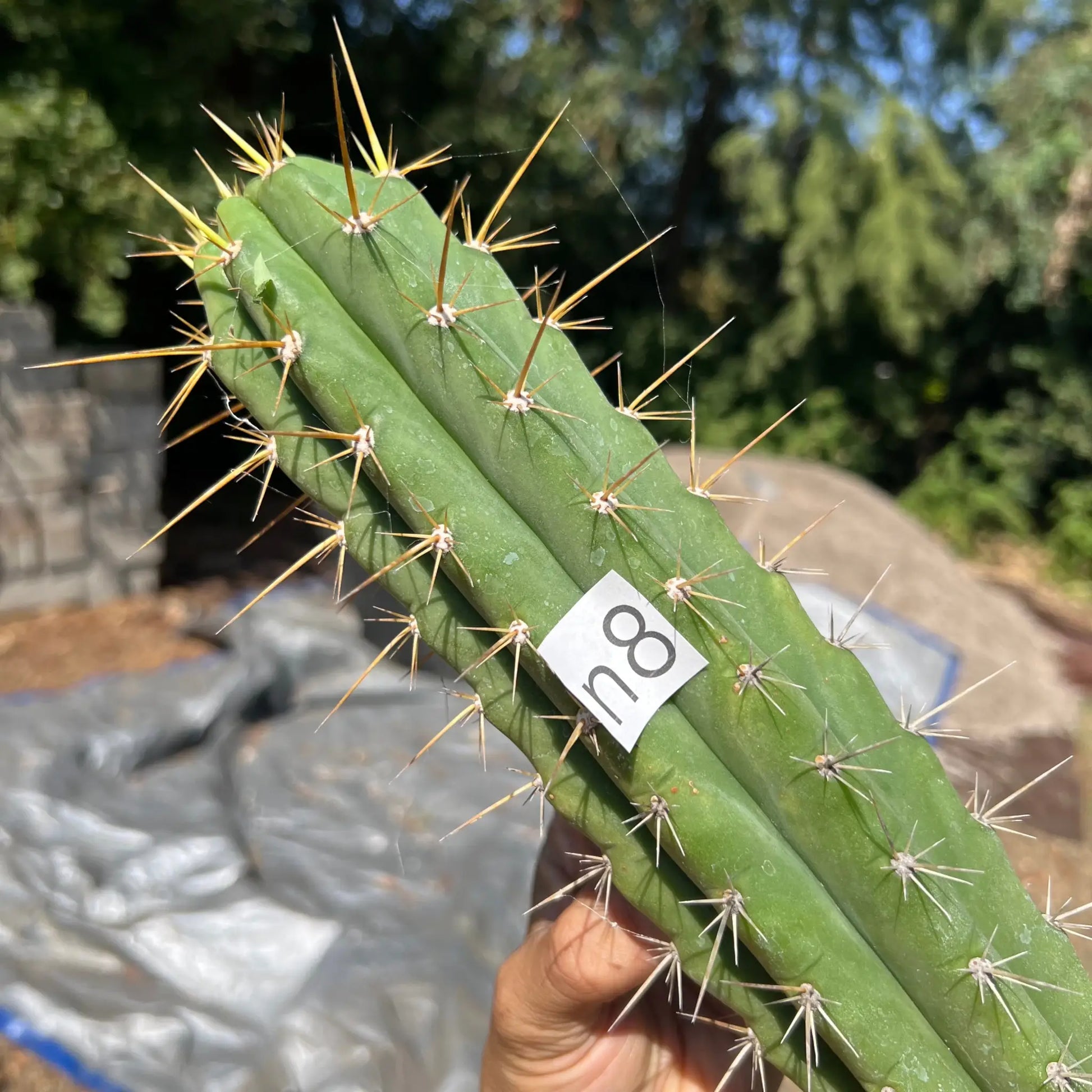 crassiarboreus - n8 14” tip cutting - live cactus plant
