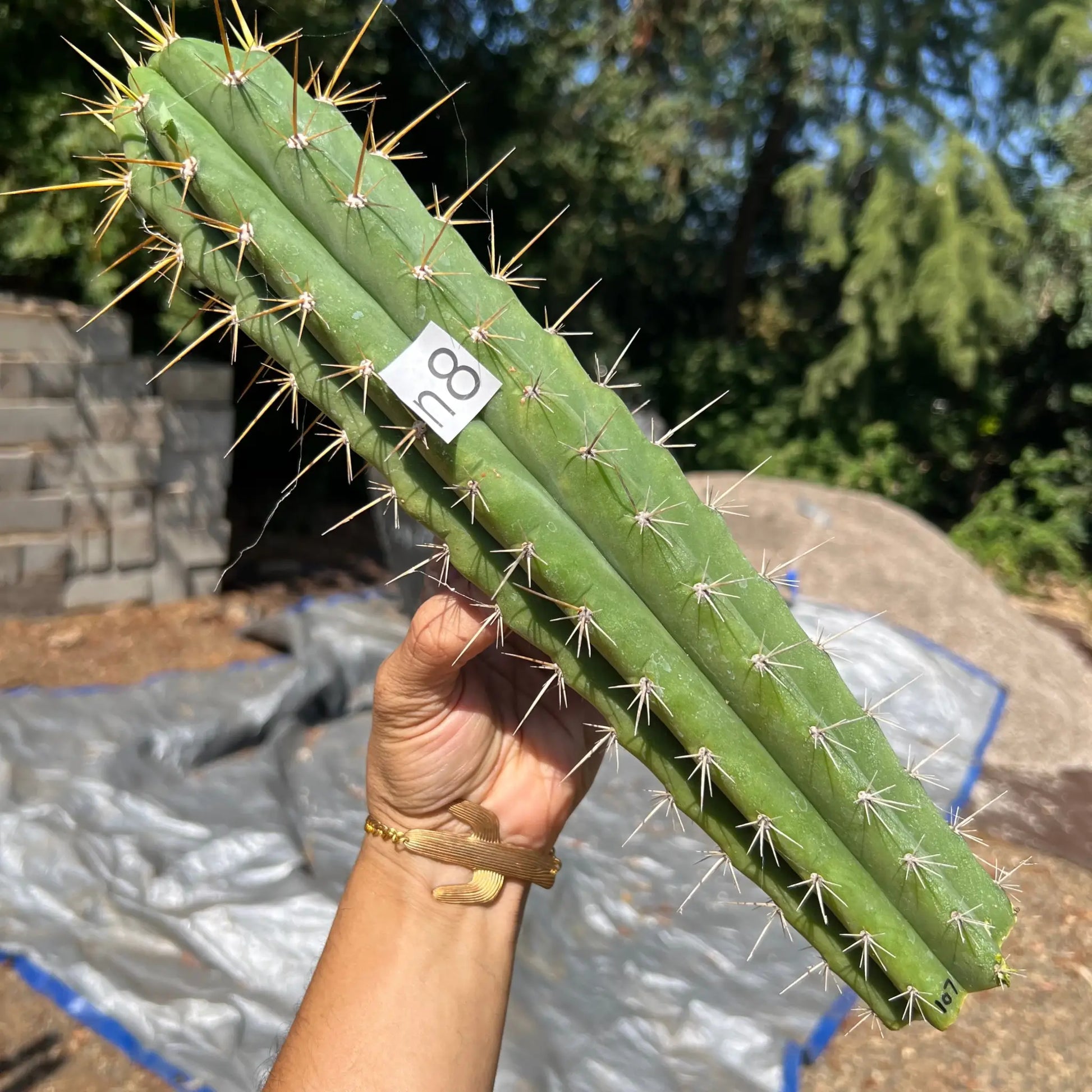 crassiarboreus - n8 14” tip cutting - live cactus plant