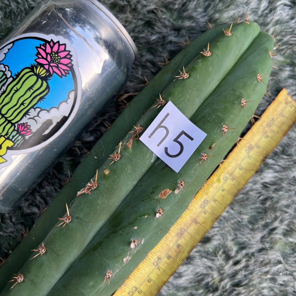 cruelty-h5-10-tip-cut-cactus-