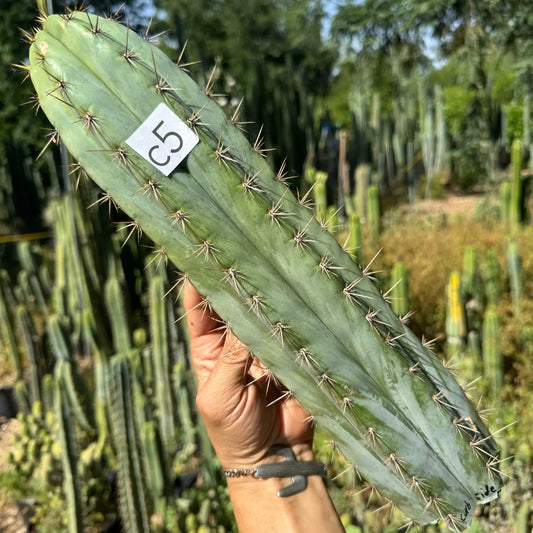 Curbside - c5 12” tip cut - live cactus plant