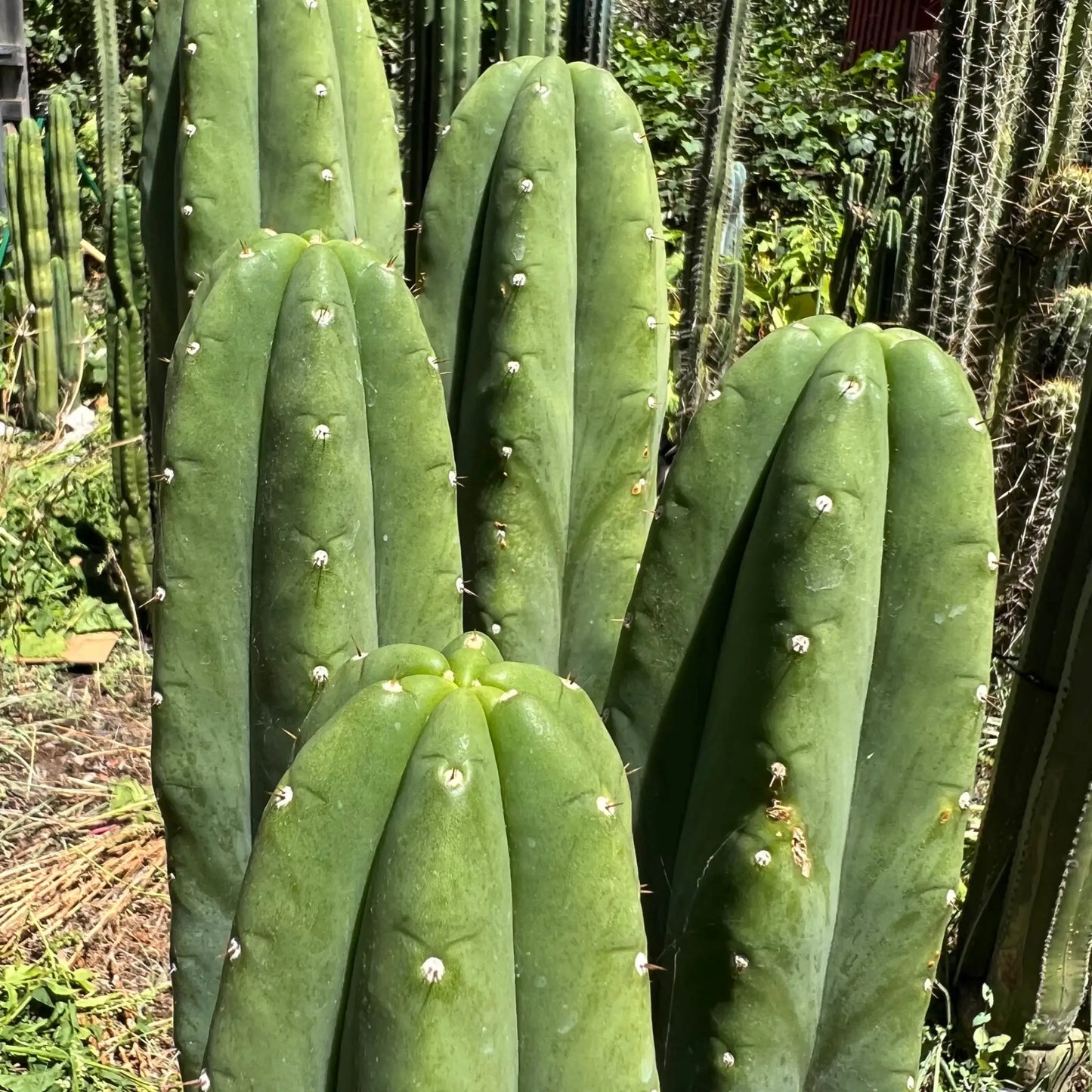 Daboart’s Giant - one 10” center cutting - live cactus plant