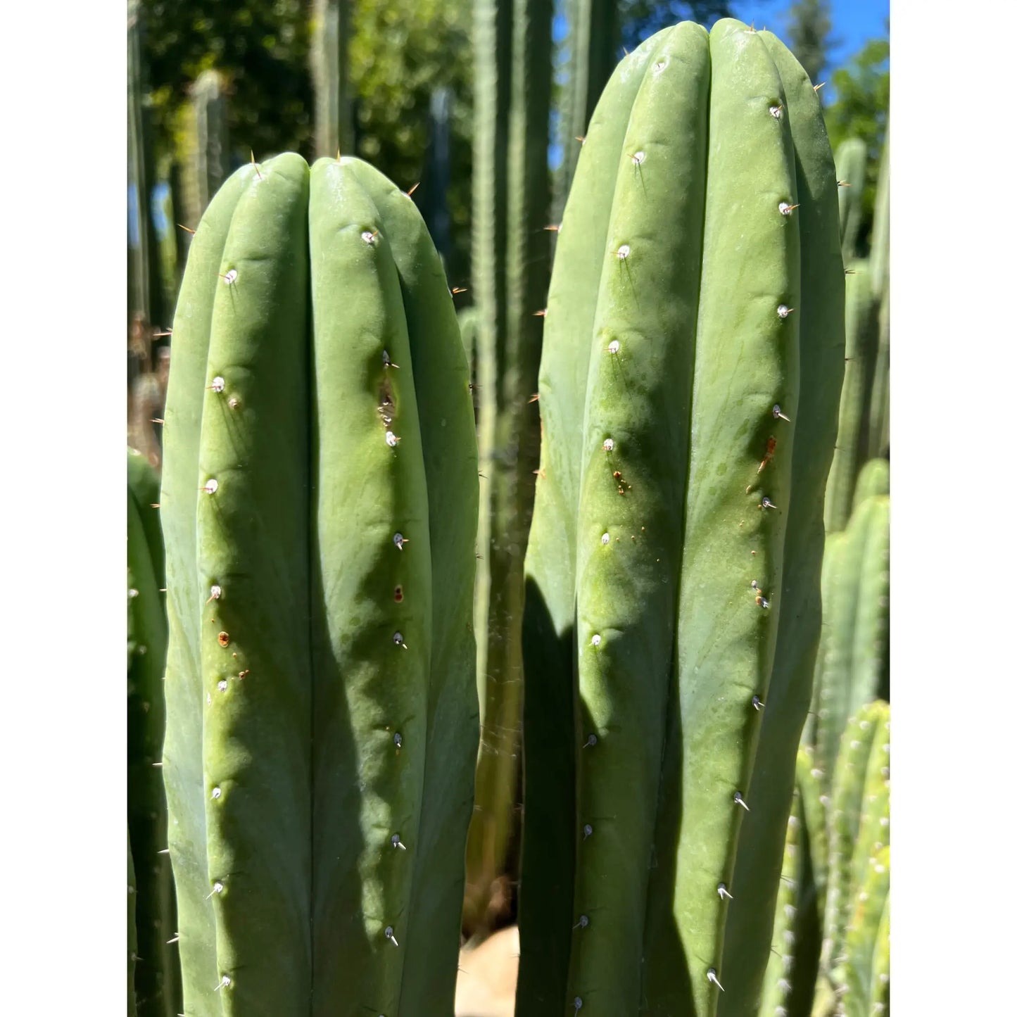 Daboart’s Giant - one 10” center cutting - live cactus plant