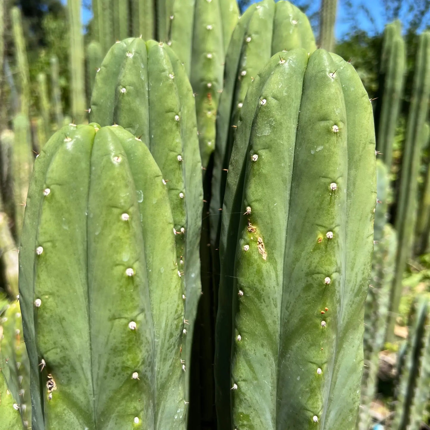 Daboart’s Giant - one 10” center cutting - live cactus plant