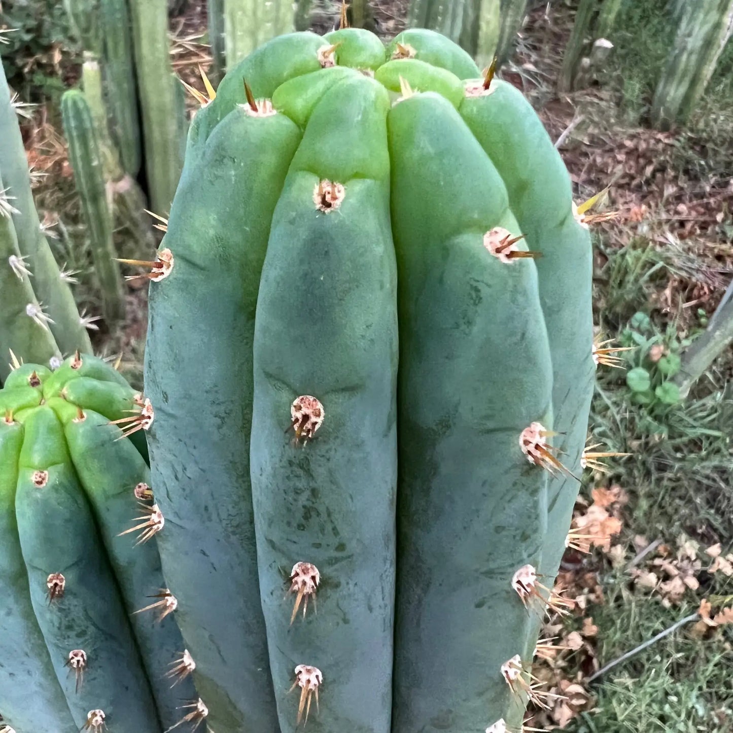 Dave Turner - one 10” center cutting - live cactus plant