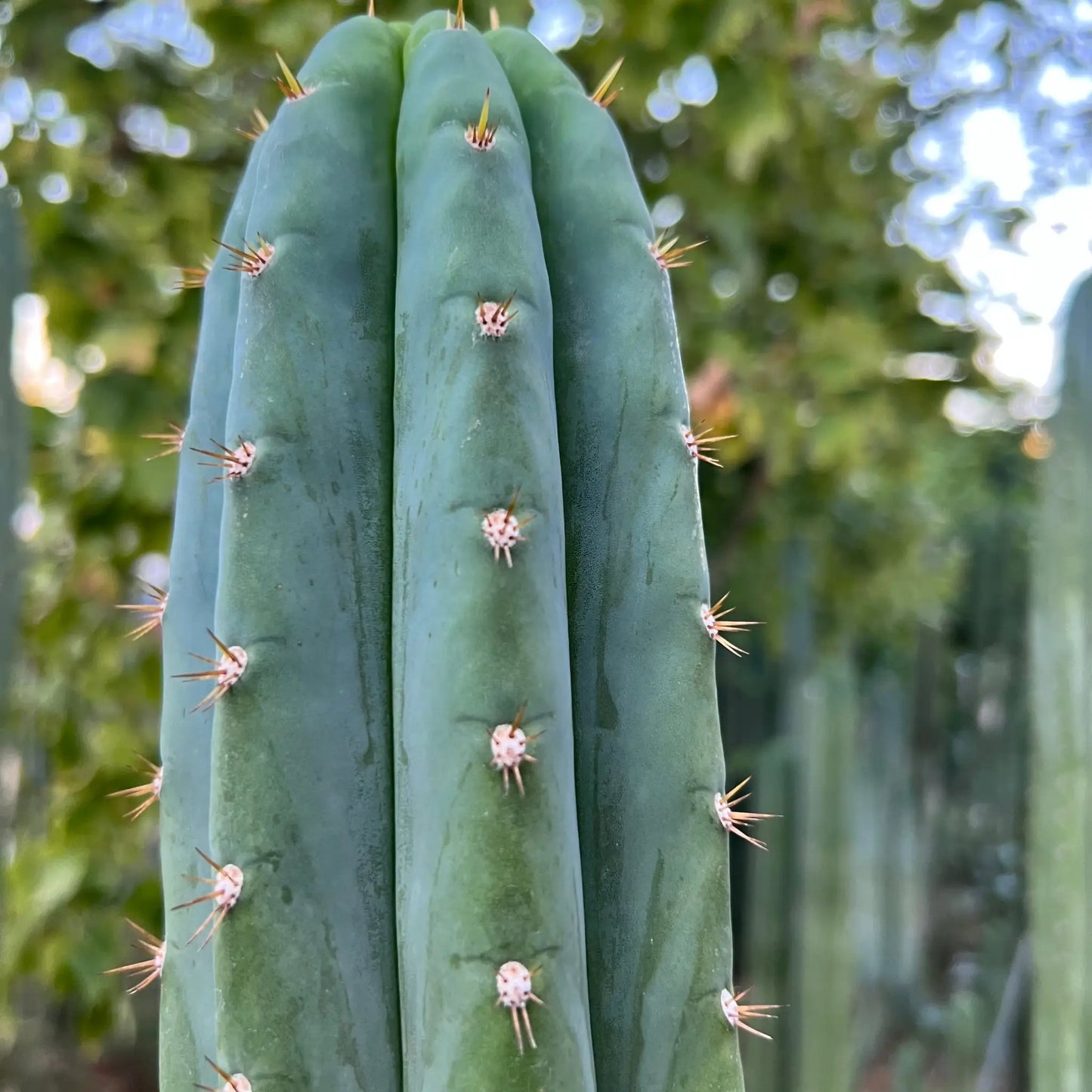 Dave Turner - one 10” center cutting - live cactus plant