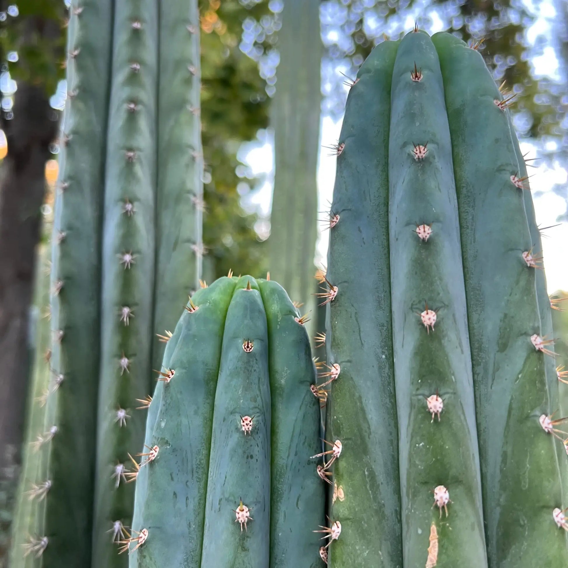 Dave Turner - one 10” center cutting - live cactus plant