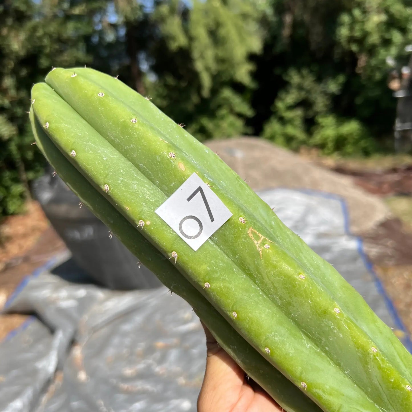 Davy - o7 14” tip cut - live cactus plant
