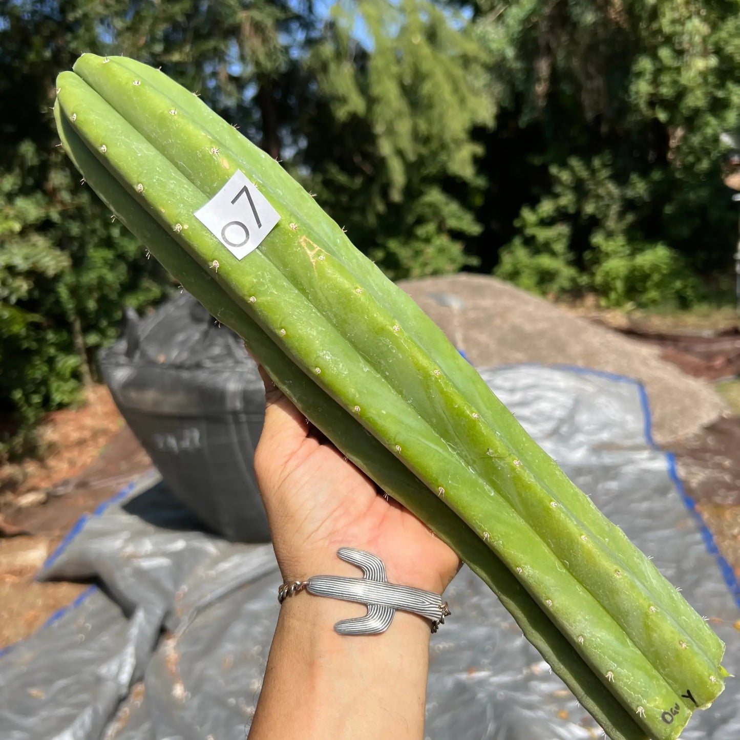 Davy - o7 14” tip cut - live cactus plant