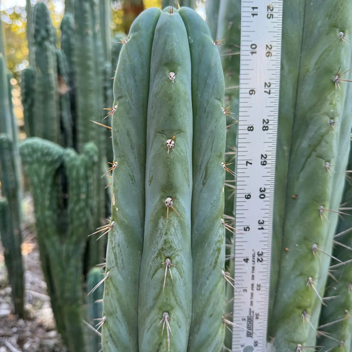 Don Huan - one 10” tip cutting - live cactus plant