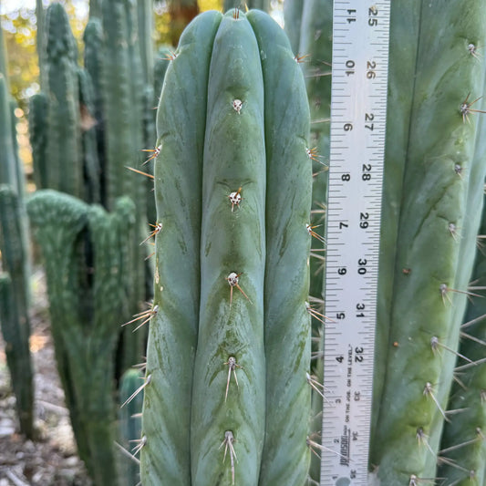 Don Huan - one 10” tip cutting - live cactus plant