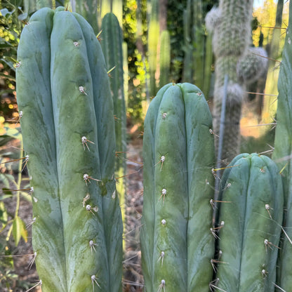 Don Huan - one 10” tip cutting - live cactus plant