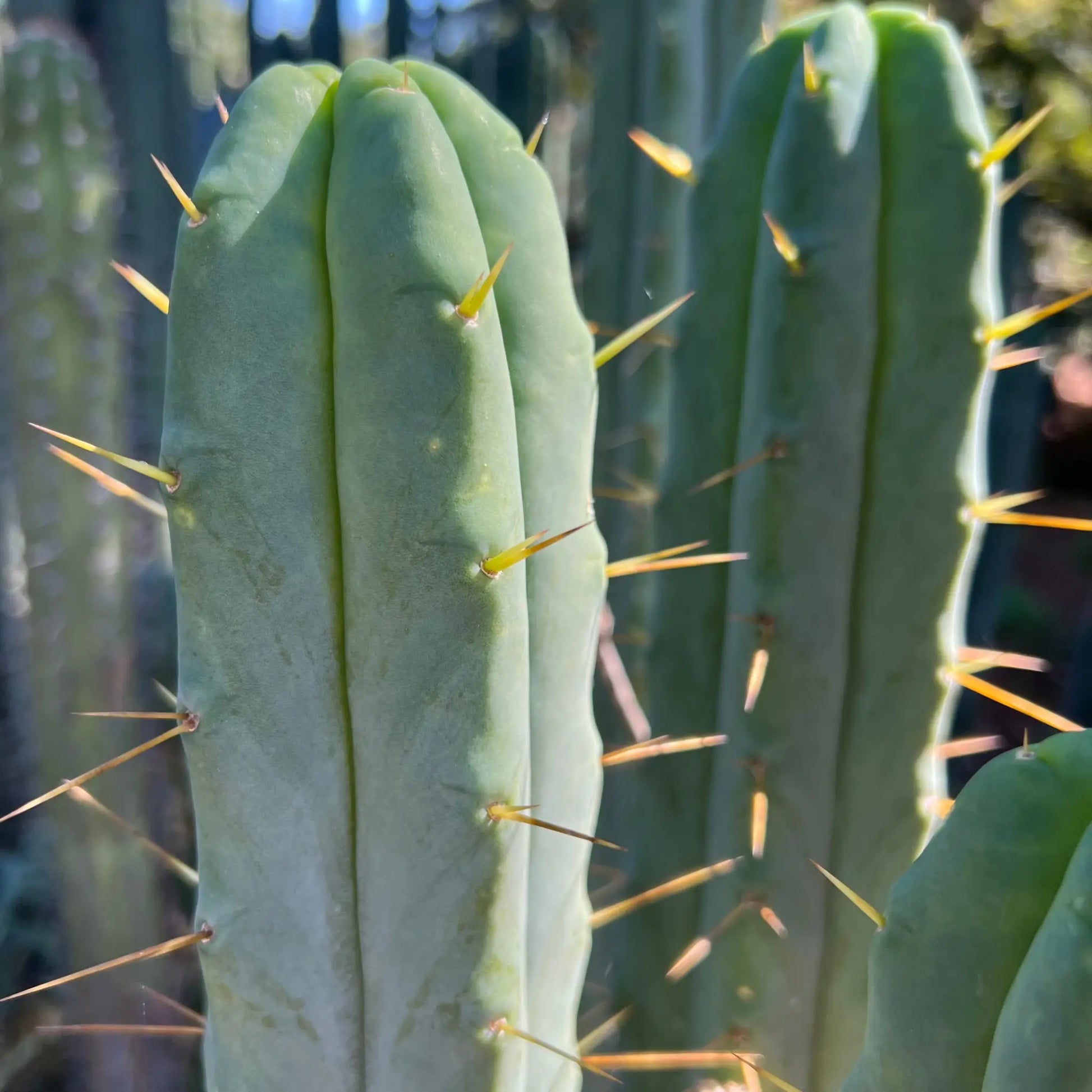 Eileen - live cactus plant