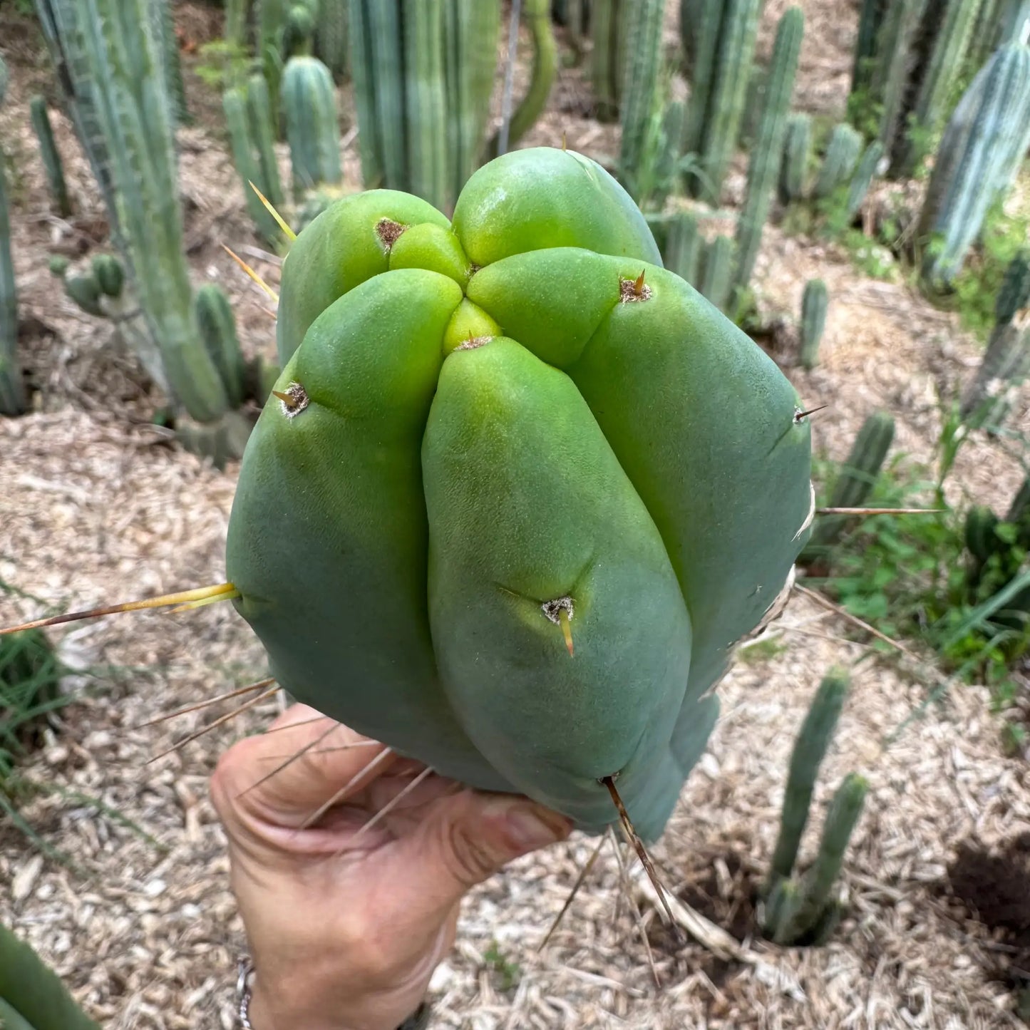 Eileen - live cactus plant