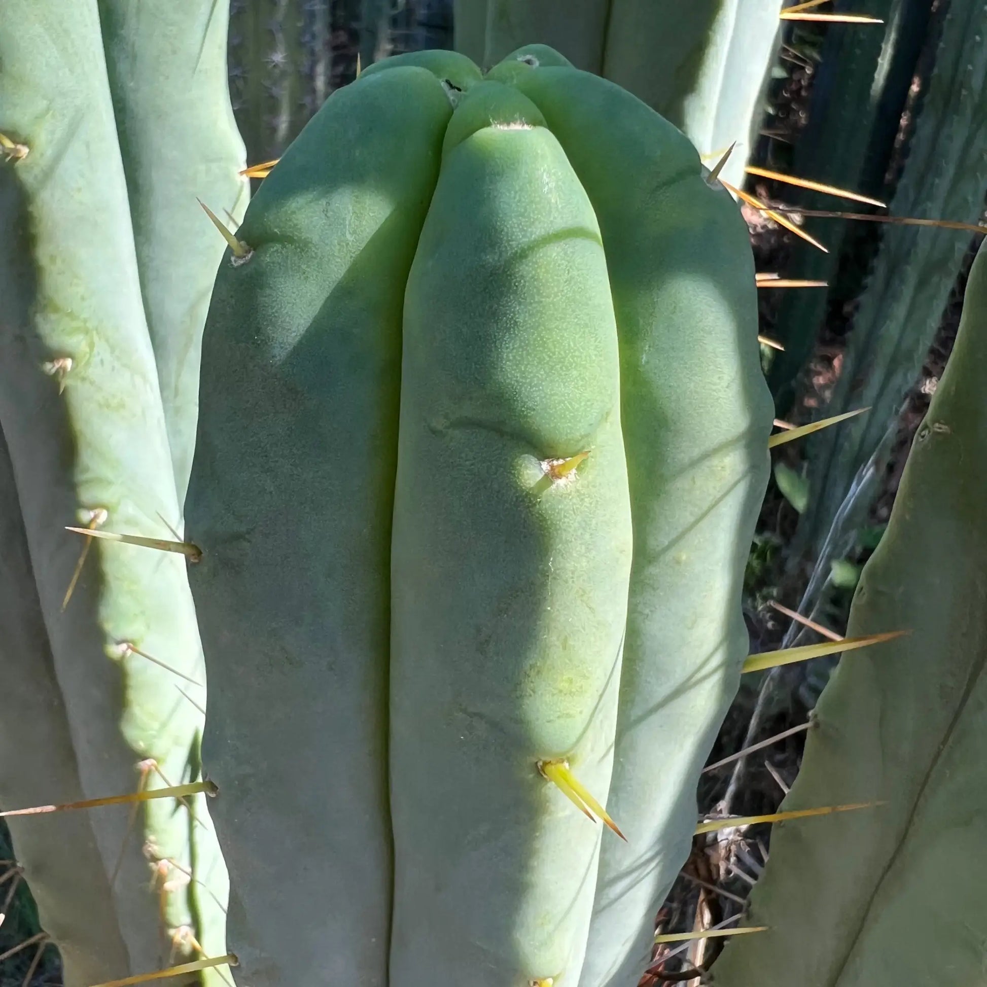 Eileen - live cactus plant