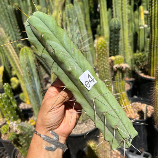 Foolsbreath - e4 10” tip cutting - live cactus plant