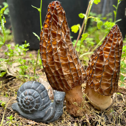 Garden Snail - cement statuette - Art