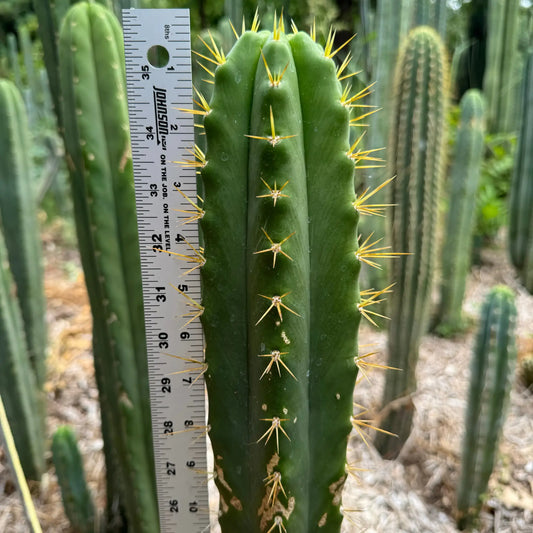 Godchaux - 10” tip cutting - live cactus plant