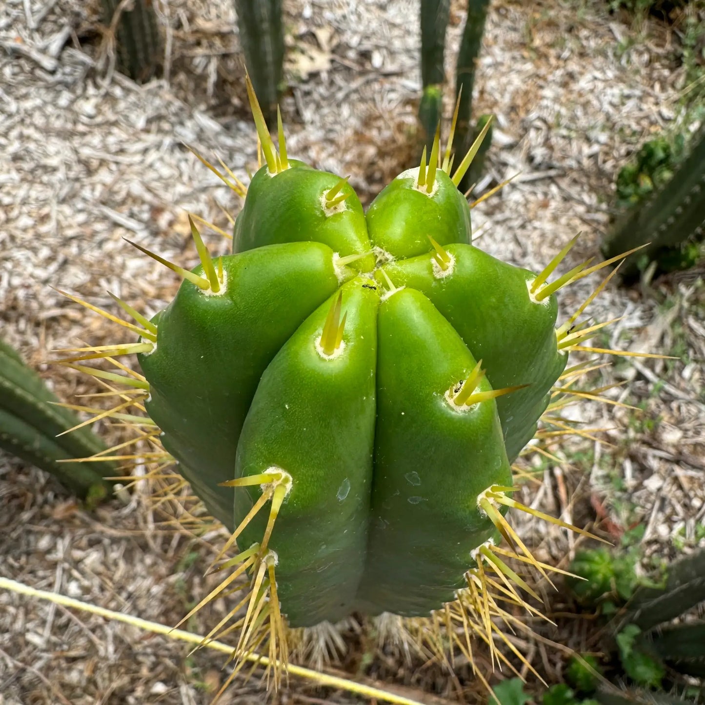 Godchaux - 10” tip cutting - live cactus plant