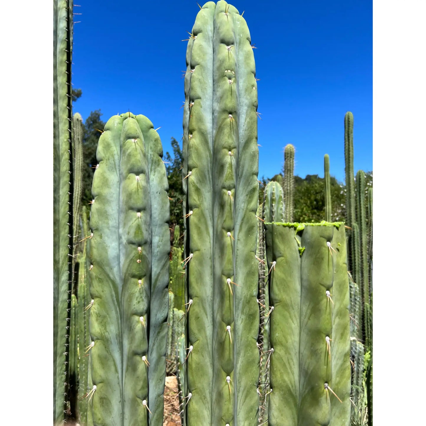 huanu JS129 - live cactus plant