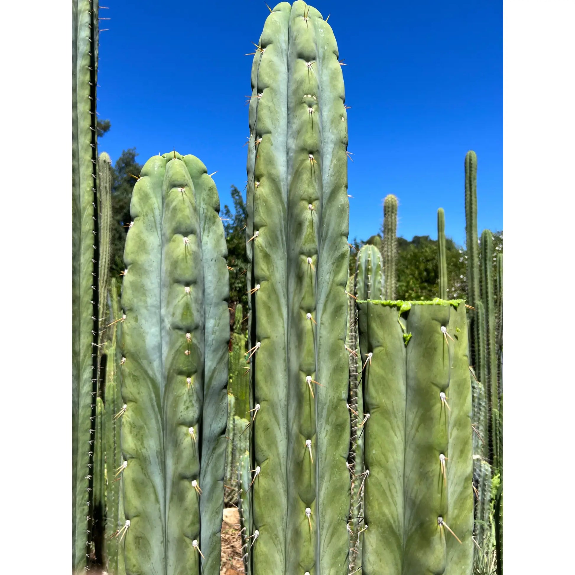 huanu JS129 - live cactus plant