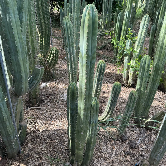 huanu - Poots - live cactus plant