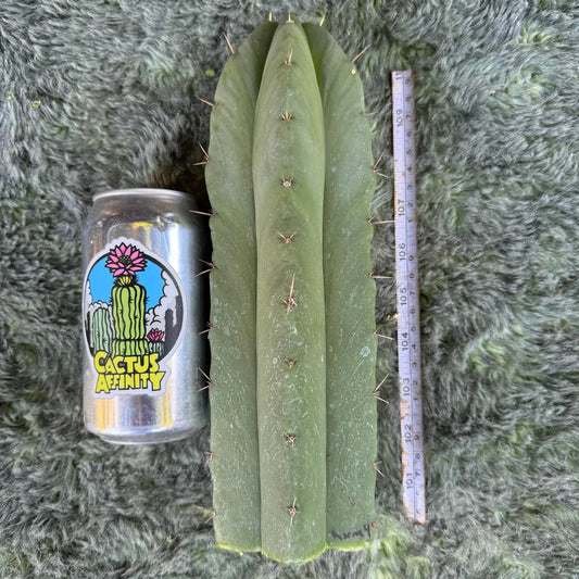 huanu x malo4 - one 10” tip cutting - live cactus plant