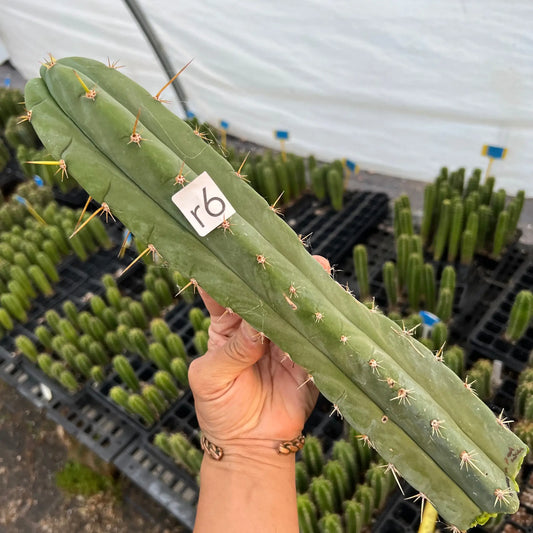 huarazensis x pach Lima - r6 14” center cut - live cactus