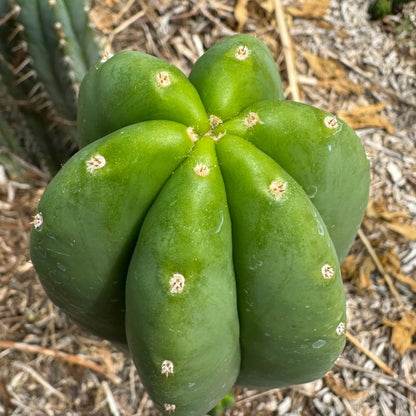 huarazensis x scop - 10” tip cut - live cactus plant cutting