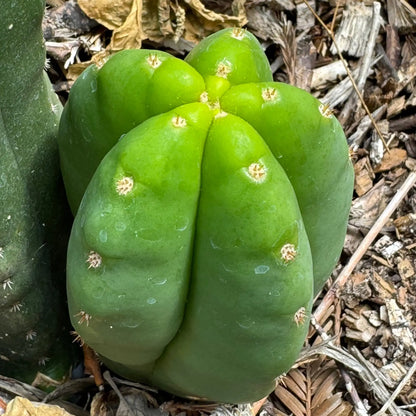 huarazensis x scop - 10” tip cut - live cactus plant cutting