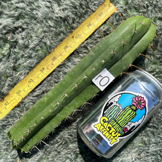huarazensis x yowie - r0 10” tip cutting - live cactus plant