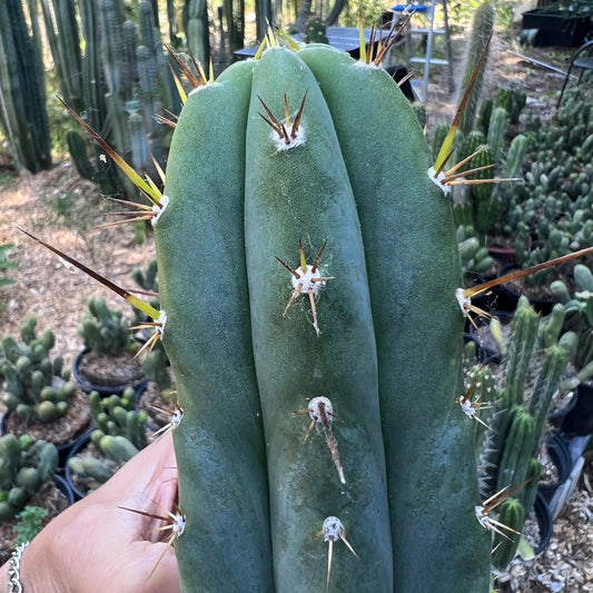 Huari - live cactus plant