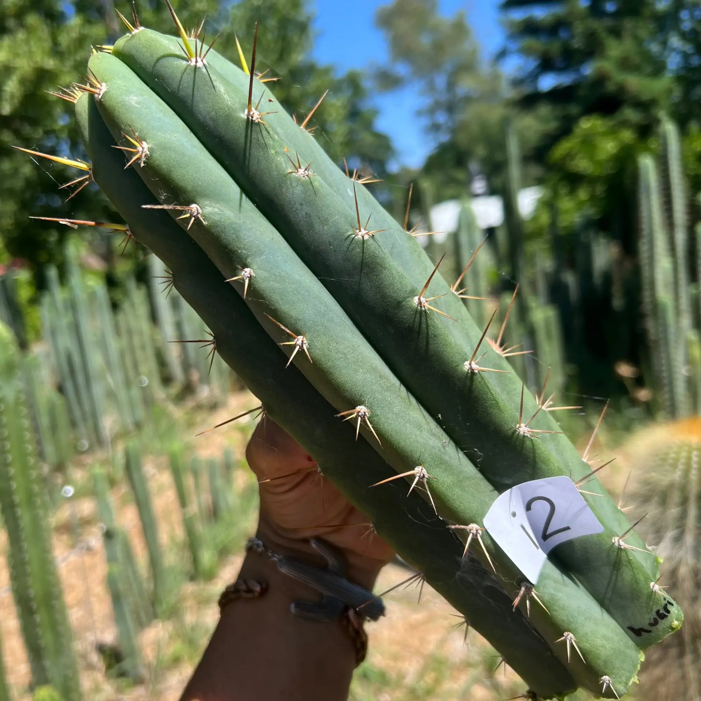 Huari - i2 10” tip cut - live cactus plant