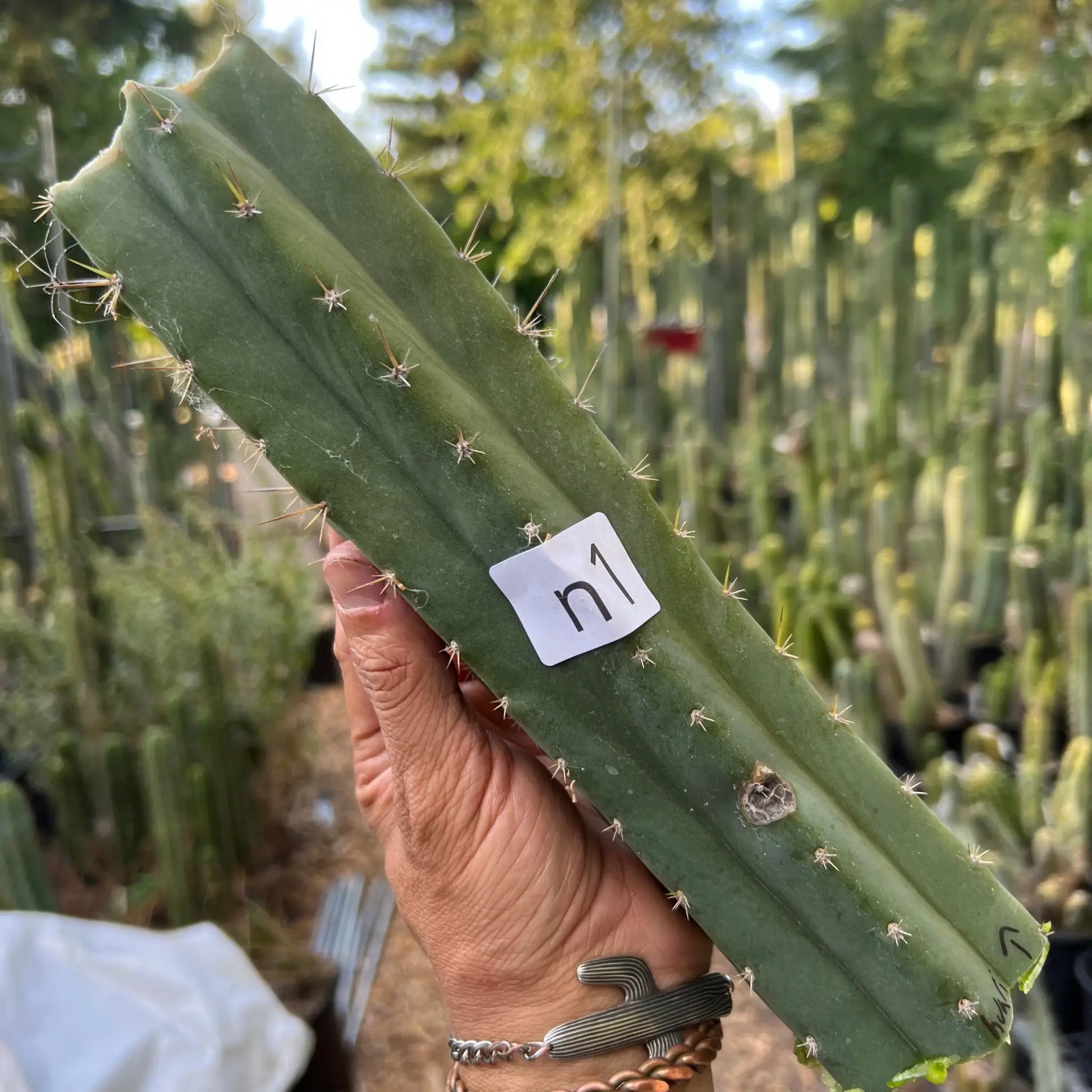 Huari - n1 10” center cut - live cactus plant