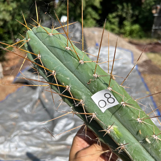 Huarimayo - o8 14” tip cutting - live cactus plant