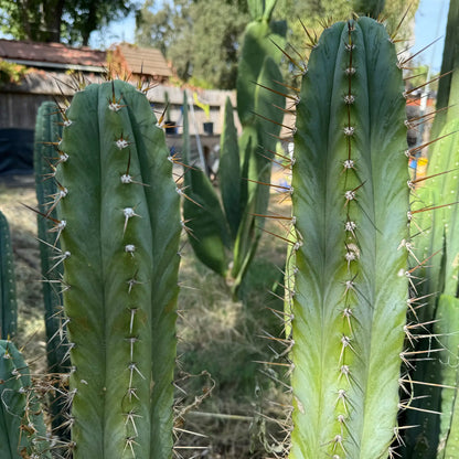 hybrid #2 - one 10” tip cutting - live cactus plant