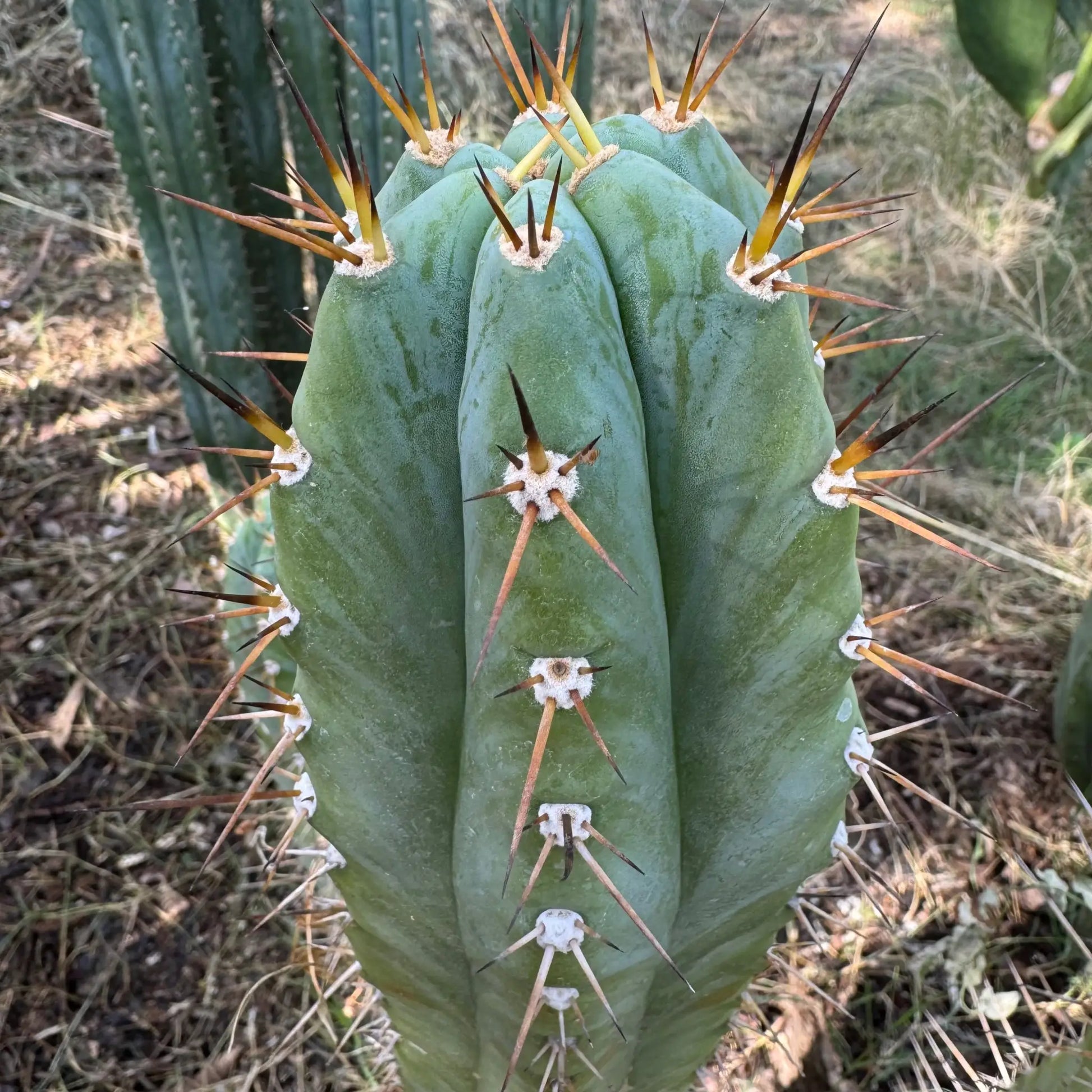 hybrid #2 - one 10” tip cutting - live cactus plant