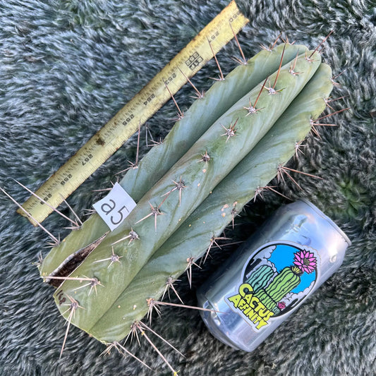 Icaros DNA JS168 - a5 10” tip cut - live cactus plant
